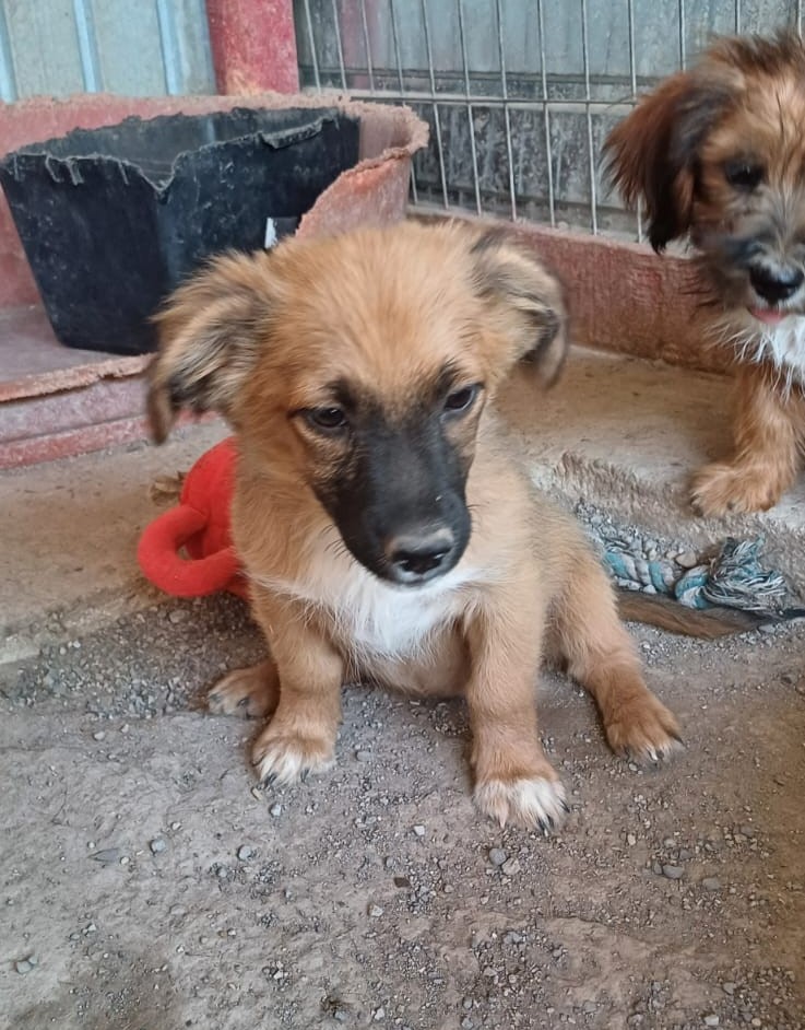 NANU - Chiot femelle croisée de petite taille à l'âge adulte - Née environ en Mai 2024 - Refuge de Oana 45629210