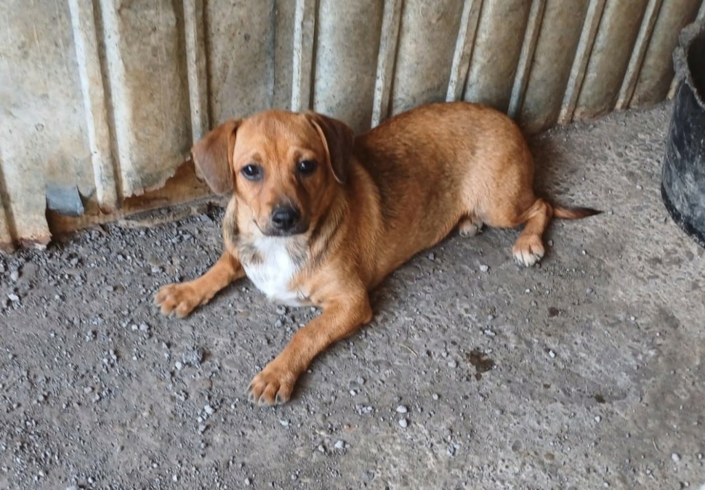 MIMI - Chiot femelle croisée de petite taille à l'âge adulte - Née environ en Janvier 2024 - Refuge de Oana- Réservée par Jean Paul en France ( département 85) 45631010