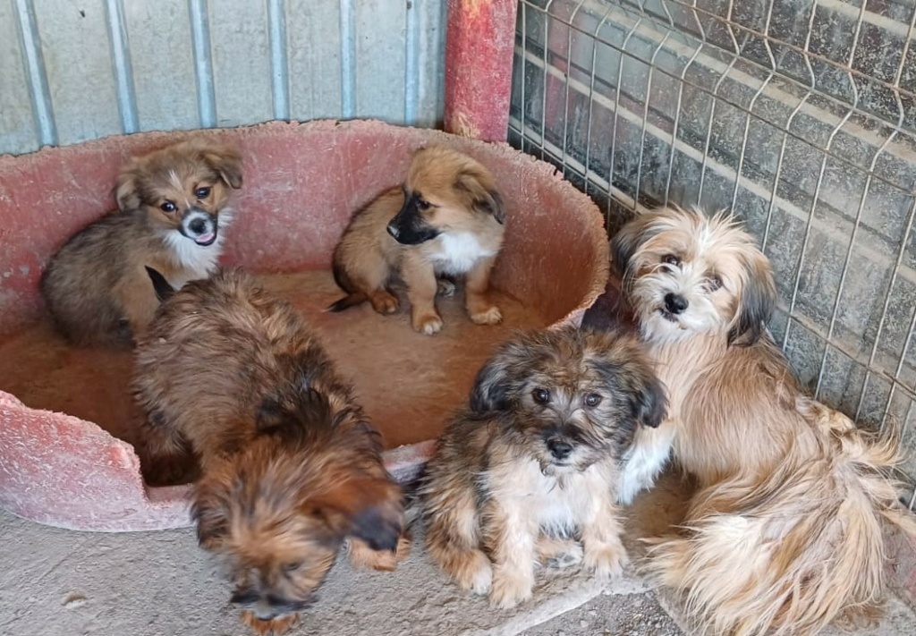 SUGAR - Chiot femelle croisée de petite taille à l'âge adulte - Née environ en Mai 2024 - Refuge de Oana- Réservée par Laure en Belgique  45637912