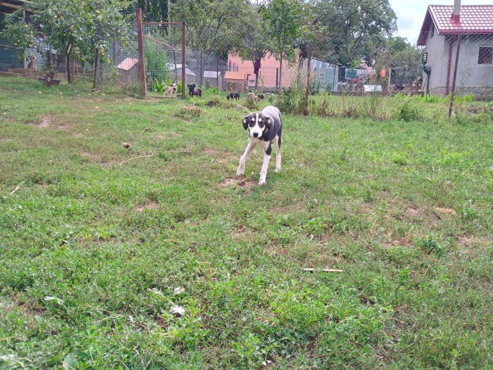 GEORGIA - Chiot femelle croisée de taille moyenne à l'âge adulte - Née environ en Février 2024 - Refuge de Monica Whats246