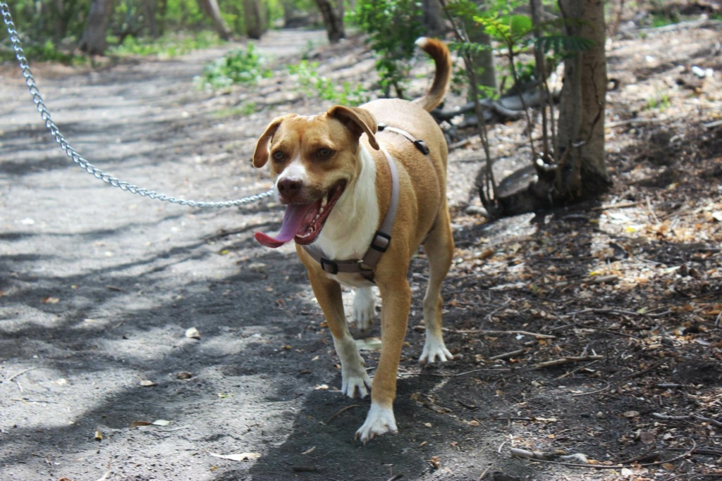 OLYMPE chienne de 2 ans / 19 kg   Recei146