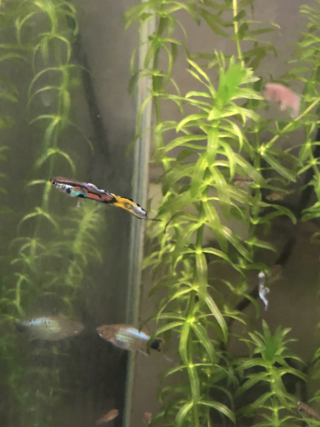 Guppy endler type picasso Unname10