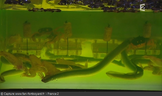 Tête dans l'aquarium (2004) Fort-512