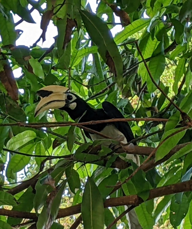 10 jours au sud de la Thailande (Phuket, Ko Yao Noi) Pxl_1005