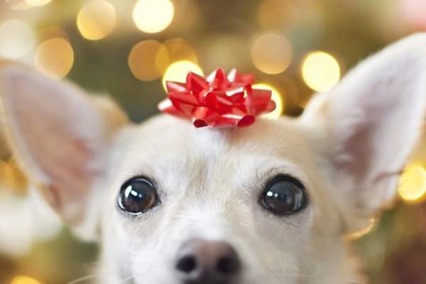 Tiernos perritos navideños 600x4010