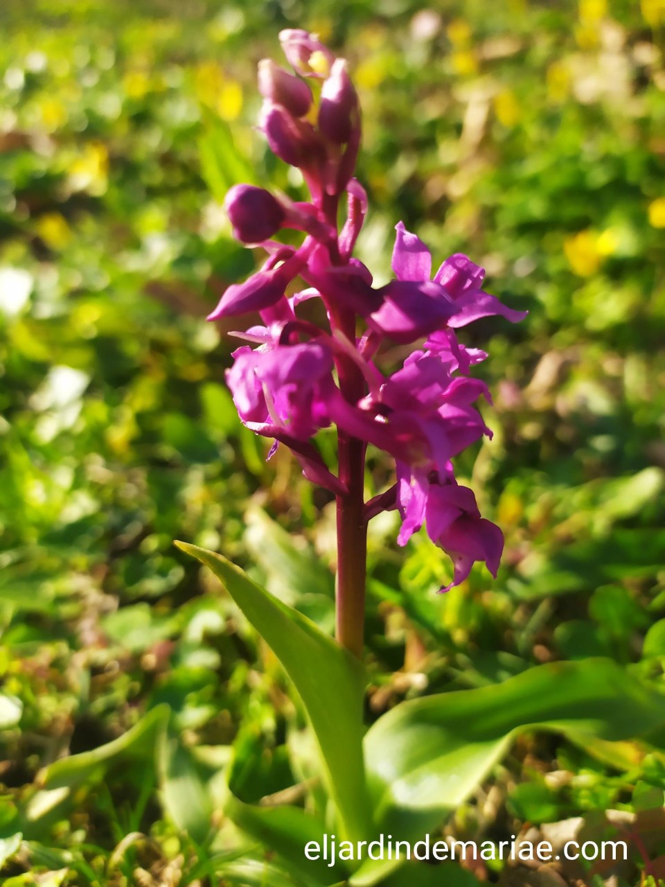 Orquideas silvestres Thumbn14