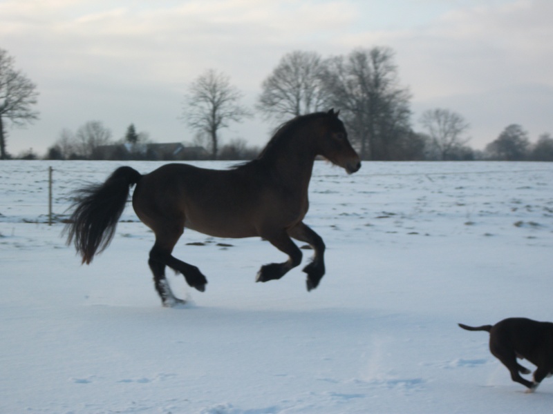 Coednewydd Moneymaker, welsh cob propose saillie (dept 14) Dscf2410