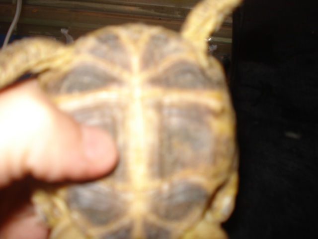 tortue qui ne mange pas urgent photo Dsc00340
