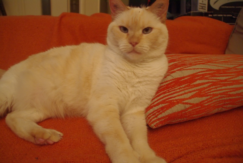 Lady  magnifique red tabby point(69100 VILLEURBANNE) Lady110