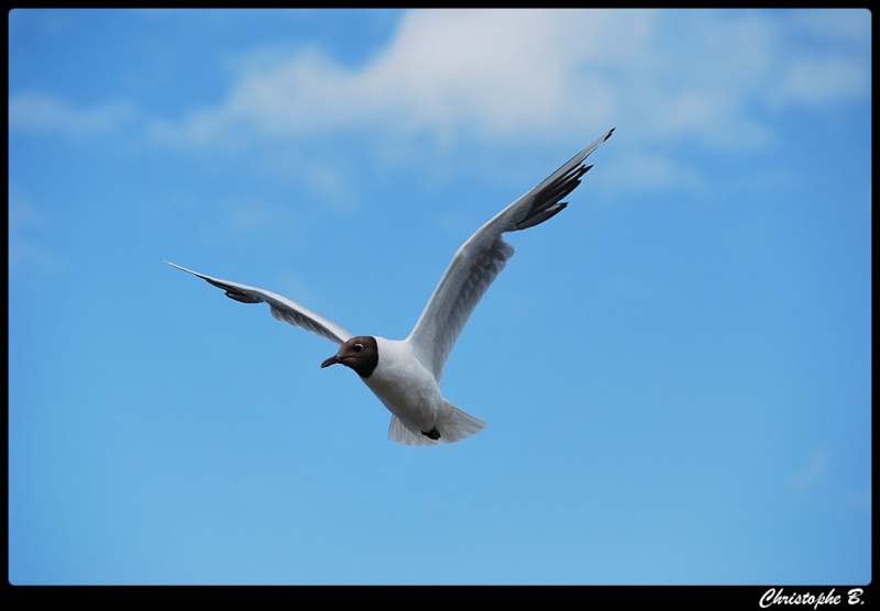 La mouette Nieuwp16