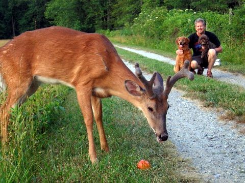 Rencontre avec un jeune cerf 21102_13