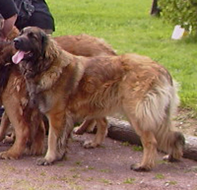 Rencontre Chantelouve du 1er Mai 2008 Adele10