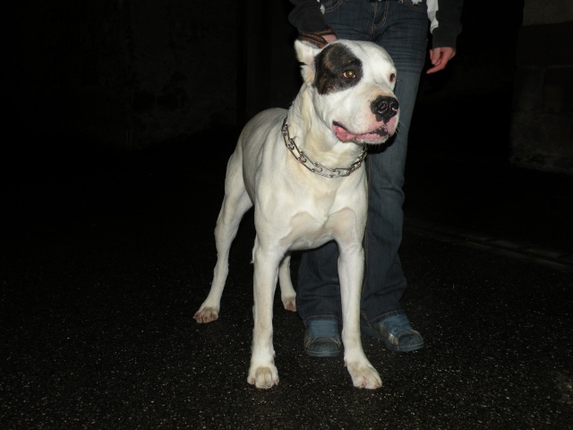 asterix dogo de 3ans lof recherche fa ou adoptant urgent Photo_25