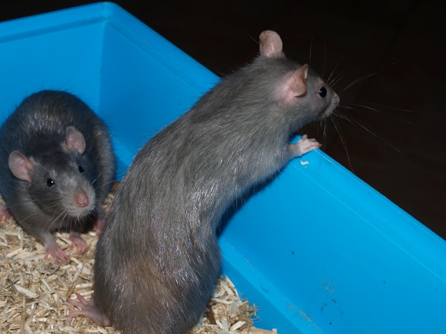 HEEELP 2 rattes bleues et 1 souris vivent ensembles (28) P7050112