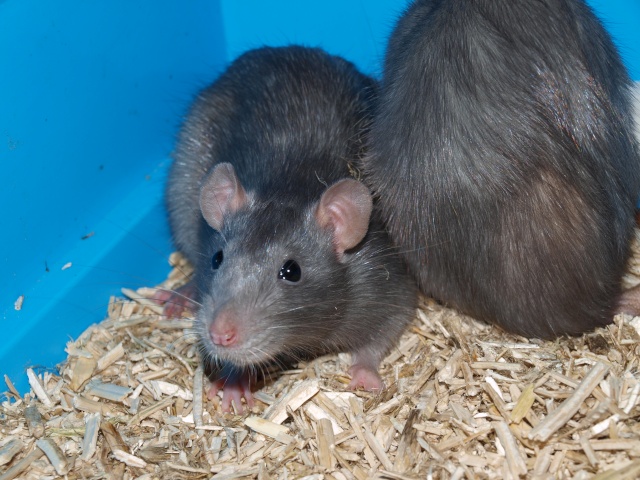 HEEELP 2 rattes bleues et 1 souris vivent ensembles (28) P7050116