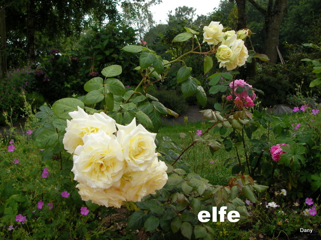 le royaume des rosiers...Vive la Rose ! - Page 4 Sany0518