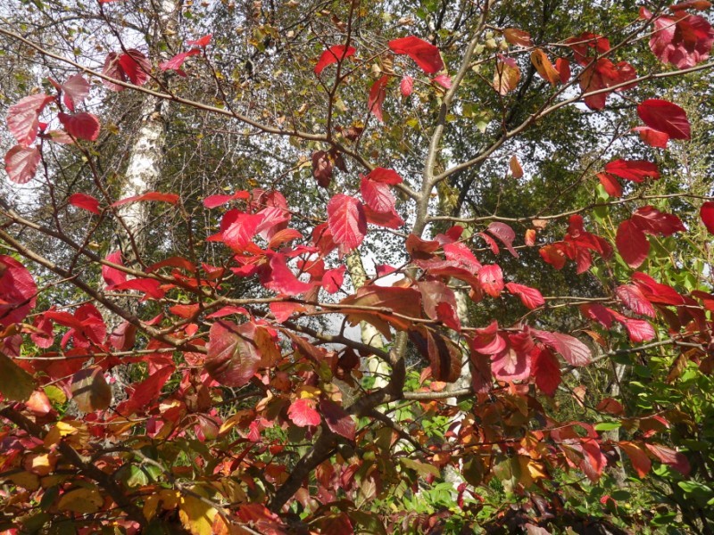 couleurs d'automne - Page 4 Sdc15817