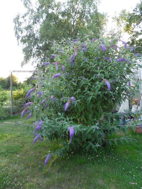 Le buddleia, arbre à papillons Sdc17838