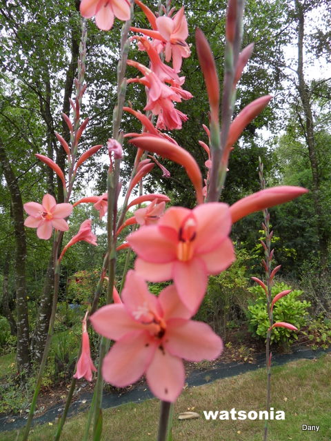 les watsonias , plante d'Afrique du sud..... Sdc17927