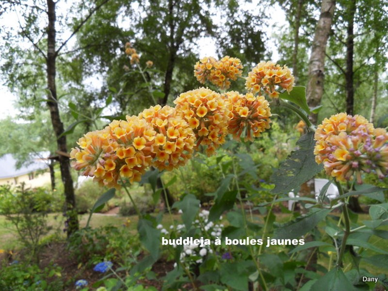 Le buddleia, arbre à papillons Sdc17931