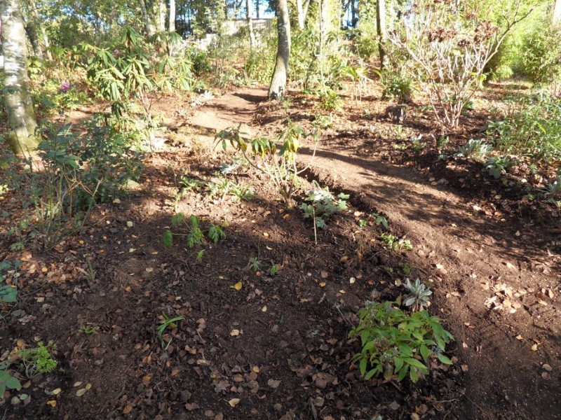 travaux au jardin - Page 6 Sdc18836