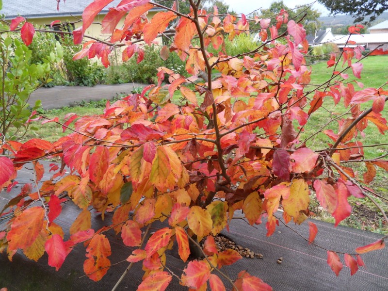 couleurs d'automne Sdc19134