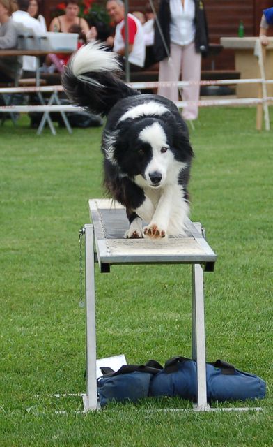 Concours agility 1/3 - VOTE Dsc_0011