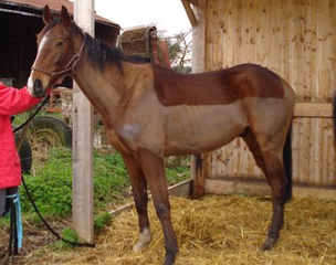 Roi , PS hongre 4 ans placé chez Alain (Albra) 06.08 Roi110