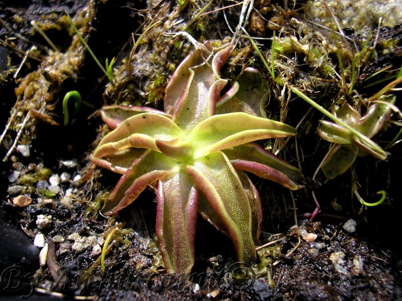 quelques plantes plus ou moins réveillées Alpina10
