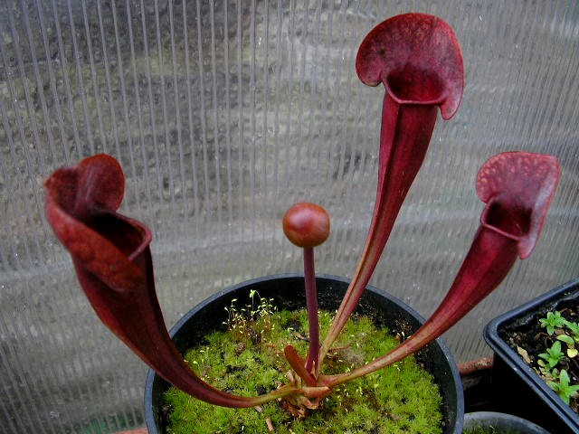 [description] HNI01 Sarracenia hybride Catesb10