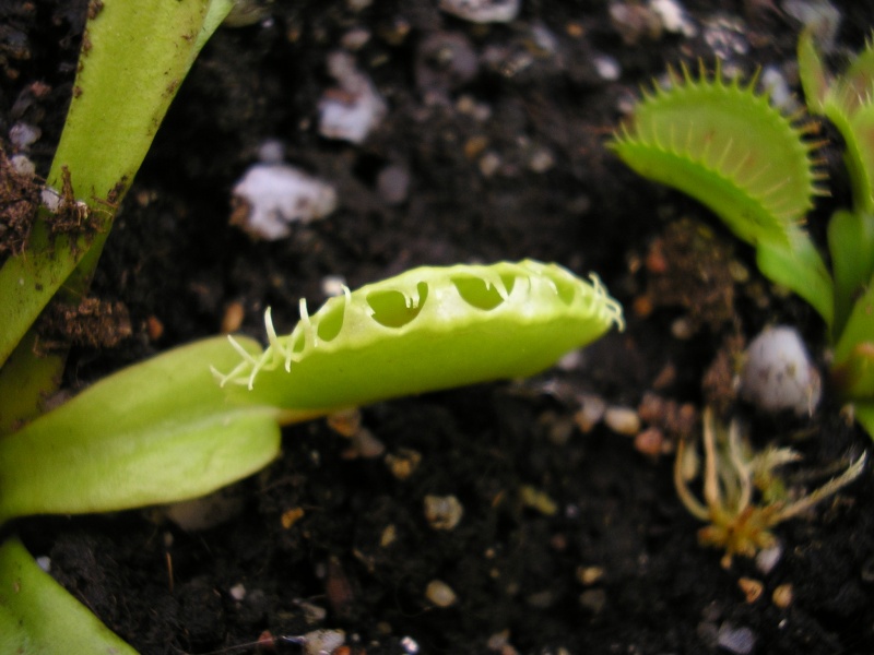 [description] Dionaea muscipula "CP4 Traps" Cp4__a11