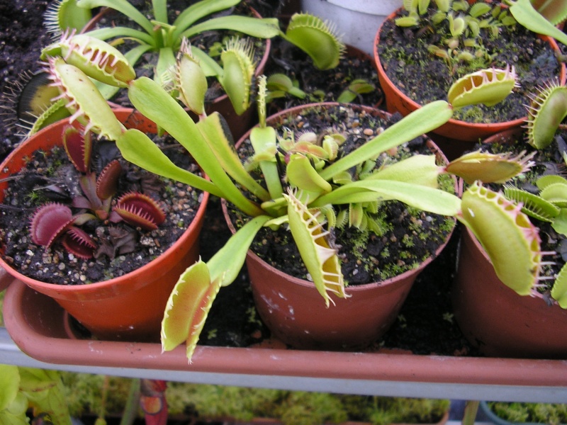[description] Dionaea muscipula "CP4 Traps" Cp4_tr11