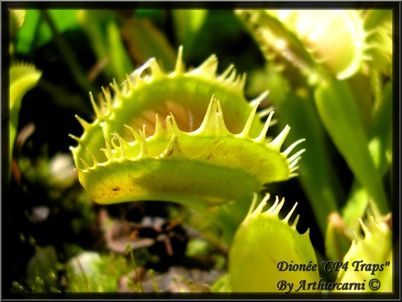 [description] Dionaea muscipula "CP4 Traps" Cp4_tr14