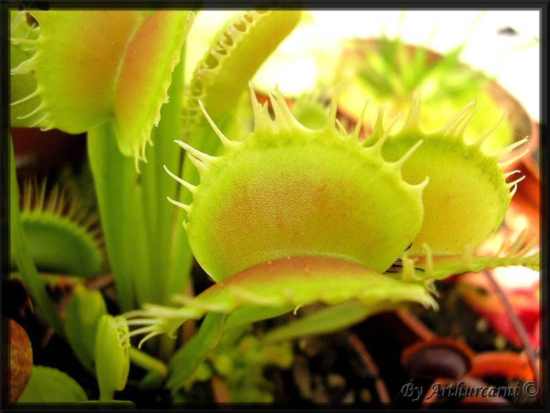 [description] Dionaea muscipula "CP4 Traps" Dionee15