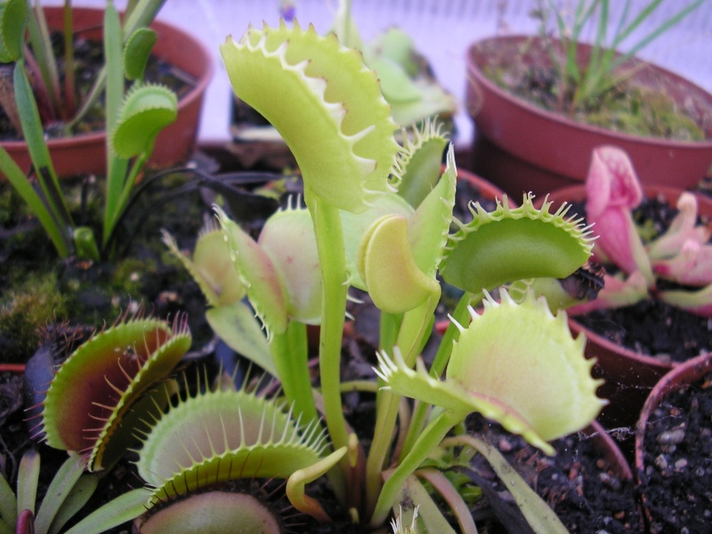 [description] Dionaea muscipula "CP4 Traps" Dionee16