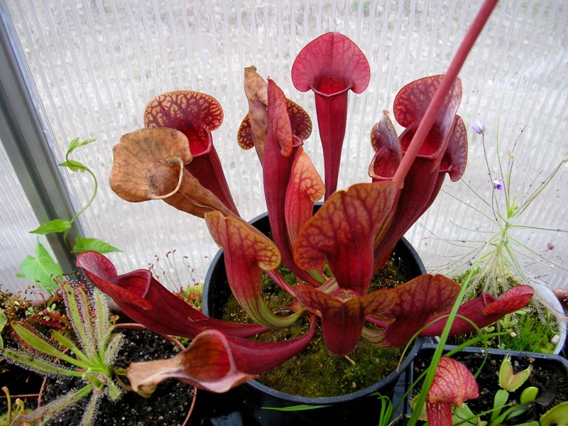 [description] HNI01 Sarracenia hybride Encore11