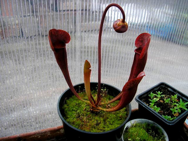 [description] HNI01 Sarracenia hybride Fleur_32