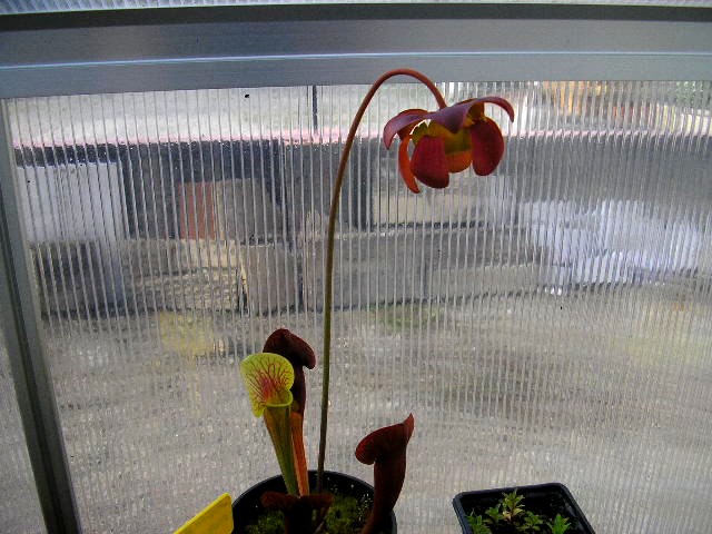 [description] HNI01 Sarracenia hybride Grenou11