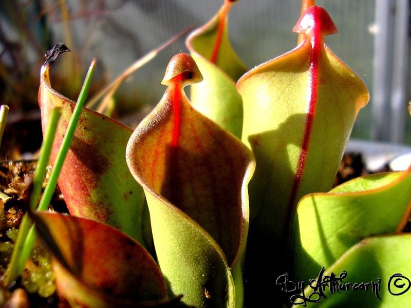 Photos, Cephalo, Darling et HELIAMPHORA ! Heliam12