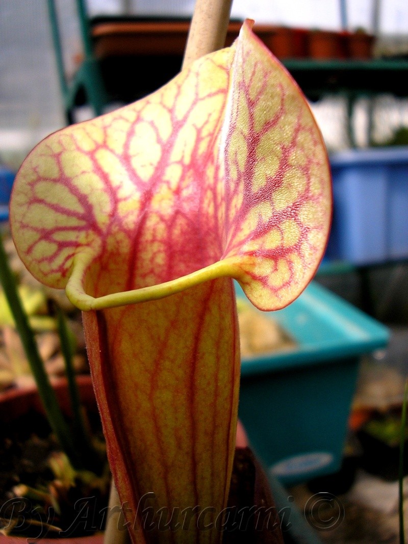 [description] HNI01 Sarracenia hybride Hni01_14