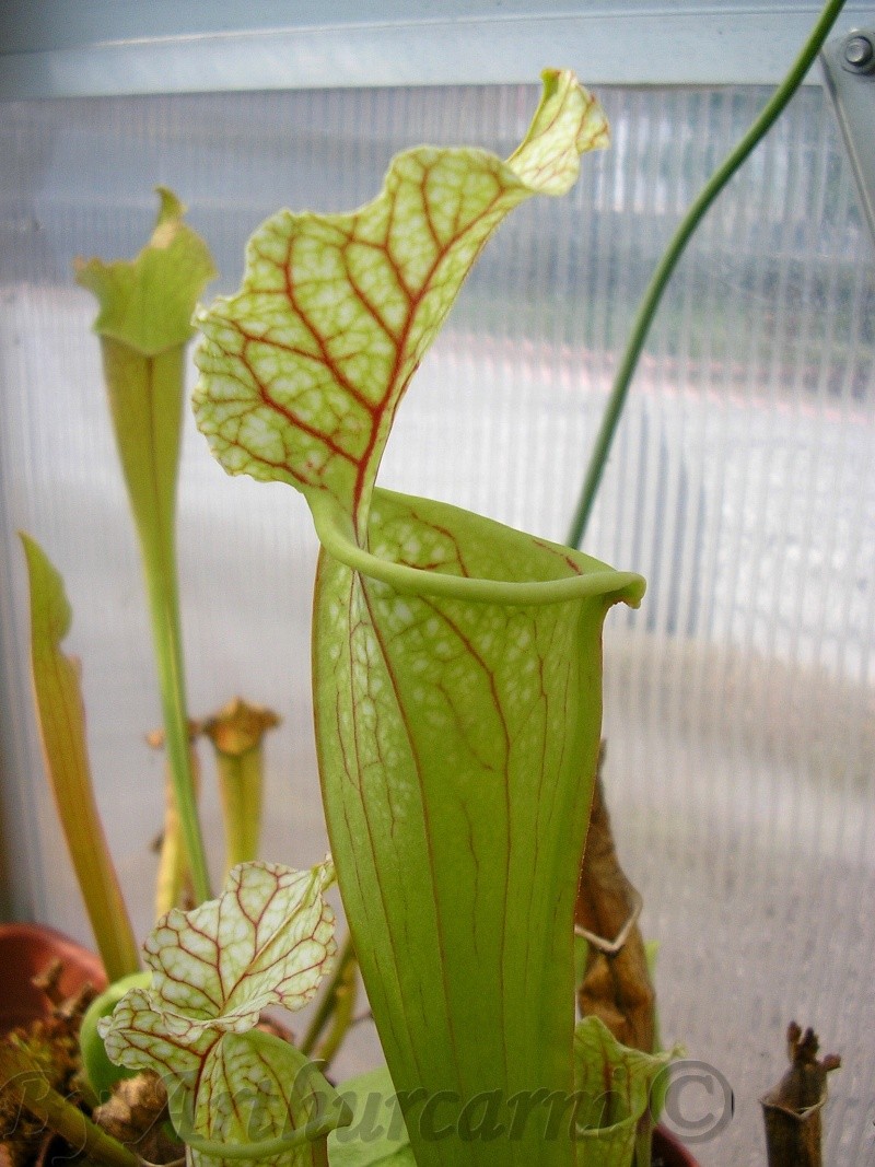 La grosse série de photo après Rome : partie 2 Sarracenia Hni05a11