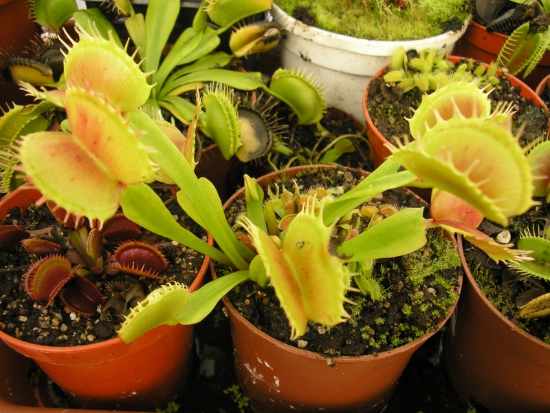 [description] Dionaea muscipula "CP4 Traps" Ma_dio12