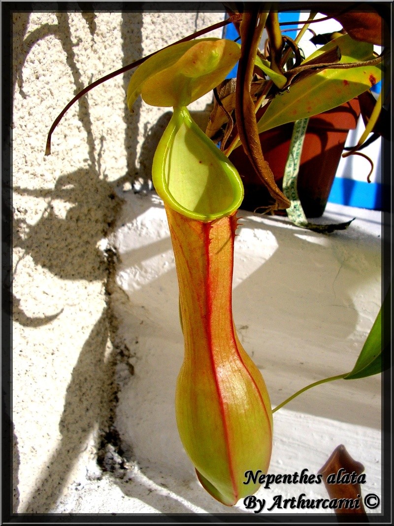 Nepenthes alata CEDEVIT Nepent20