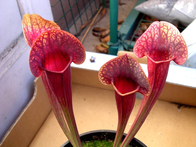 [description] HNI01 Sarracenia hybride Pieges10