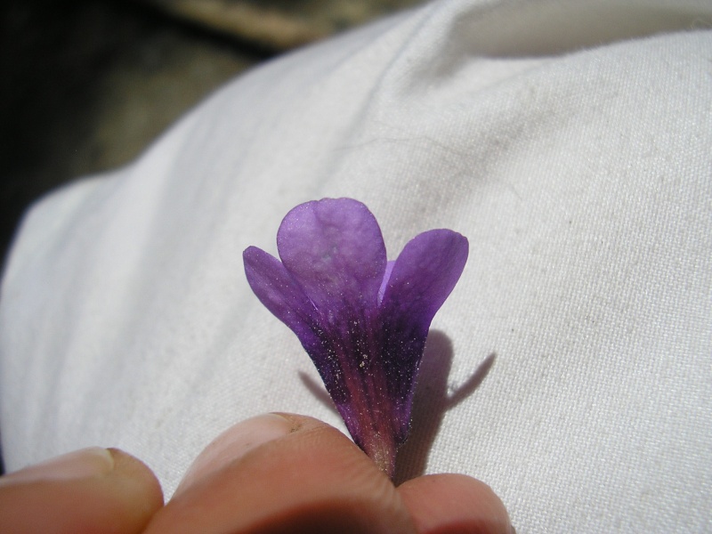 Insitu chez les grassettes, part2 : Pinguicula vulgaris Pingui44