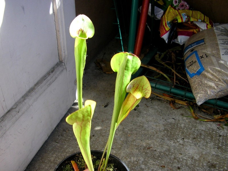[description] HNI01 Sarracenia hybride S_x_gr10