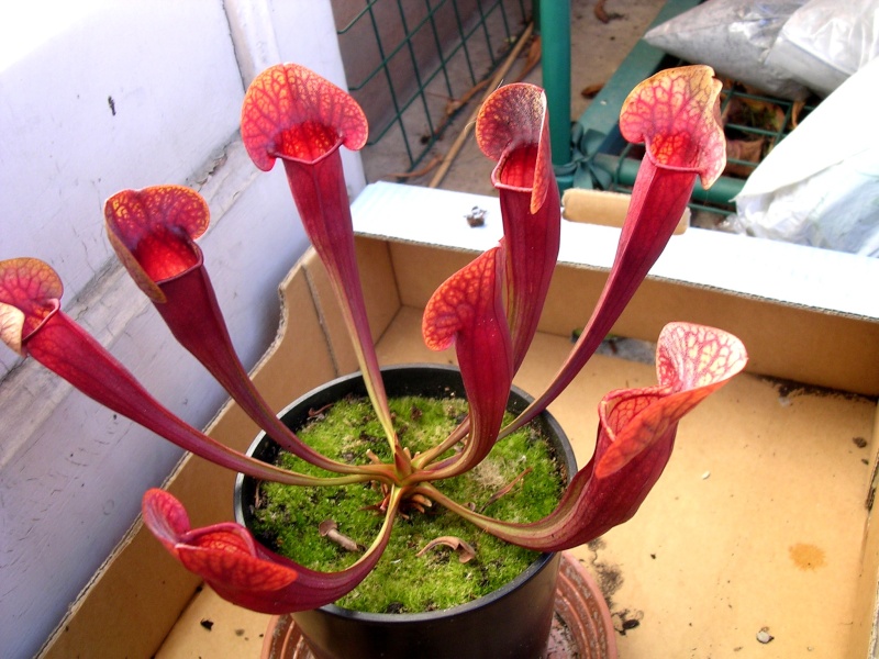 [description] HNI01 Sarracenia hybride Sarrac15