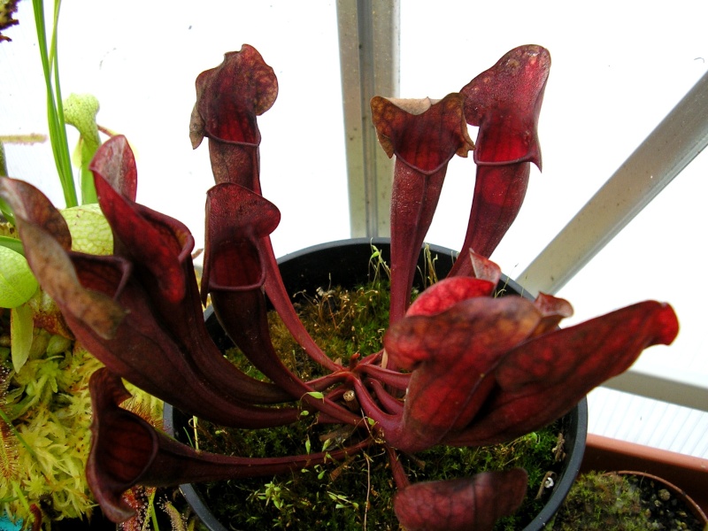 [description] HNI01 Sarracenia hybride Sarrac17