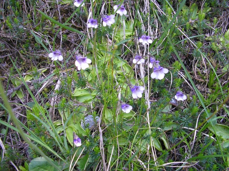 Insitu chez les grassettes, part3 : Pinguicula inconnu Zone_p10