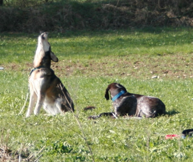 courses de canicross en suisse (photos) Img_4318